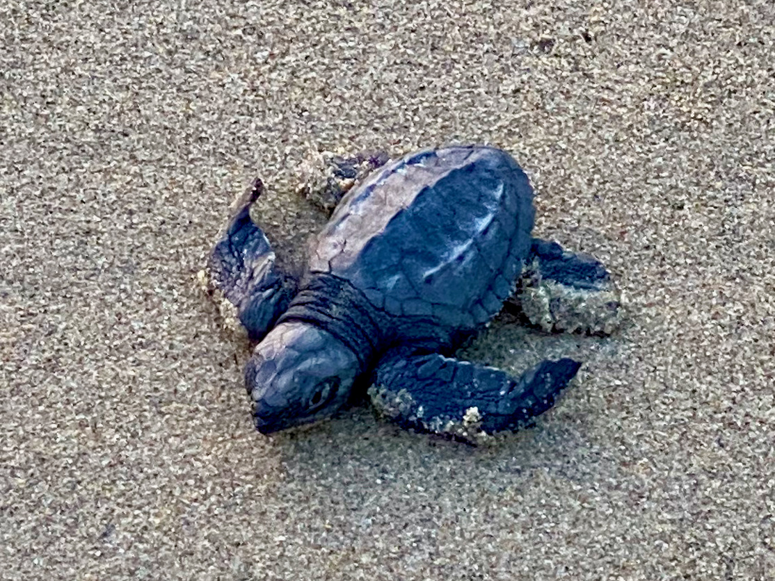 BabySchildkröten auf ihrem Weg ins neue Leben On Secret