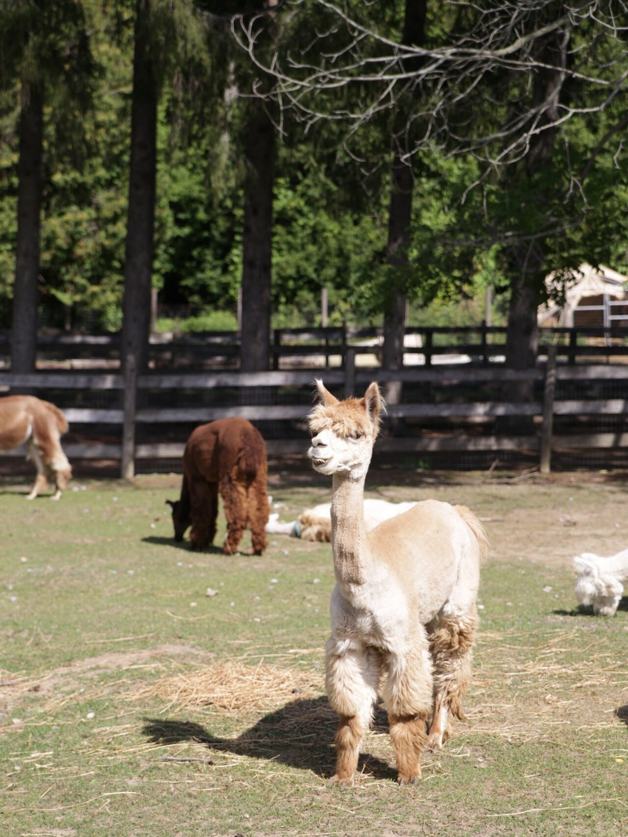 Our favorite residents of Colborne are also the fuzziest Ontario Culinary