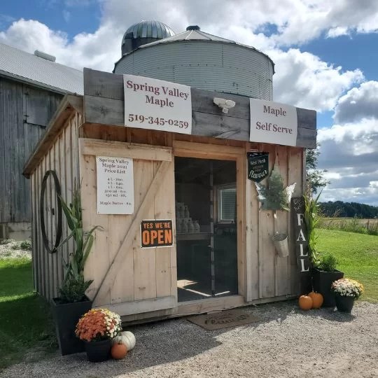 Spring Valley Maple Ontario Maple