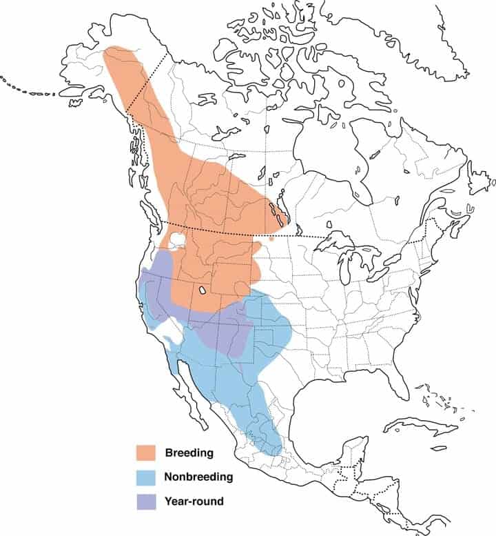 Western Bluebird