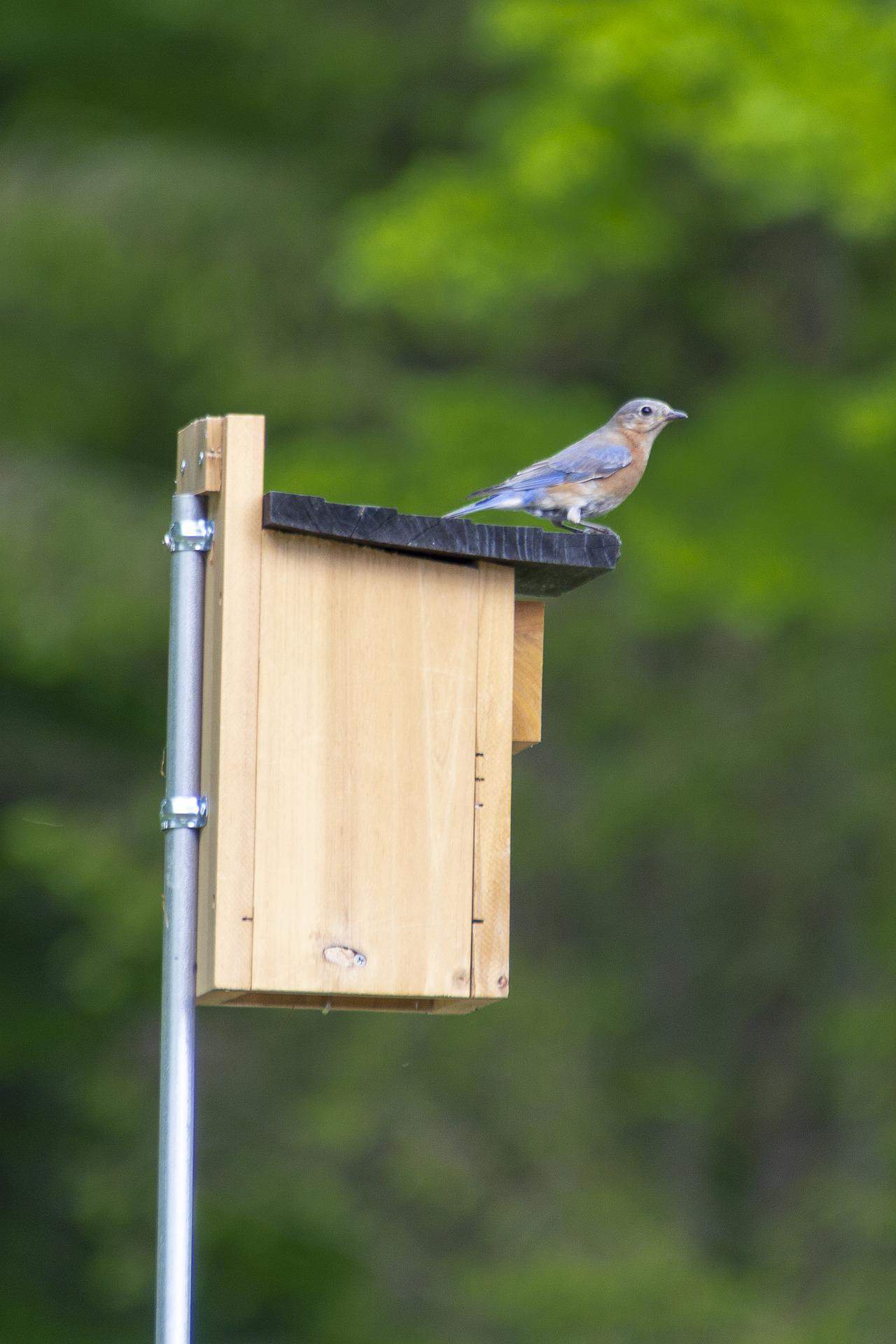 Bluebird House Placement It Only Matters if You Want them to Use It