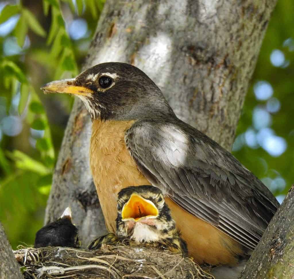 Why Birds Abandon a Bird Feeder? 13 Likely Explanations & What to Do