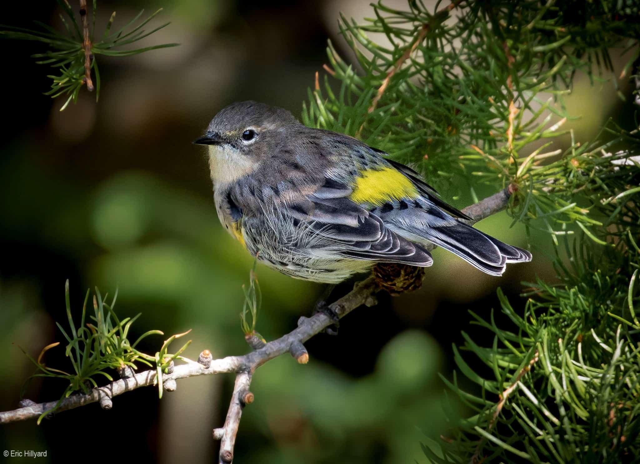 How to Attract Birds Without a feeder