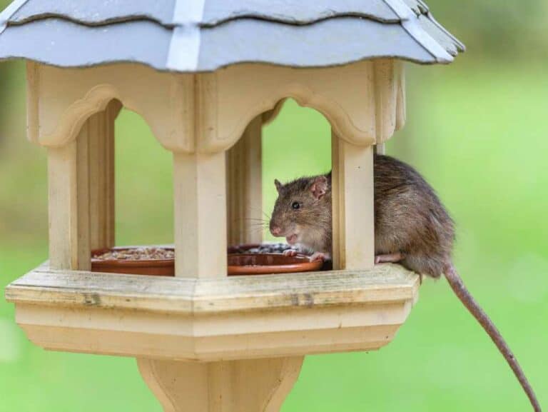 Feed Birds Without Attracting Rats 8 Proven Strategies