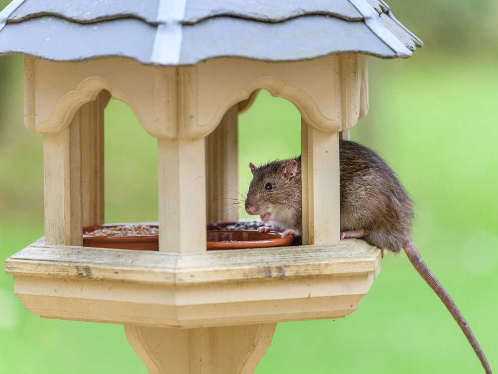 Feed Birds Without Attracting Rats 8 Proven Strategies