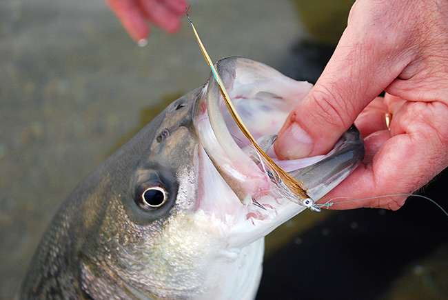 Spring Stripers On The Fly On The Water