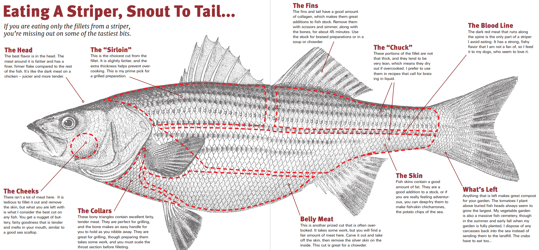 How To Clean A Whole Striped Bass Without Waste - On The Water