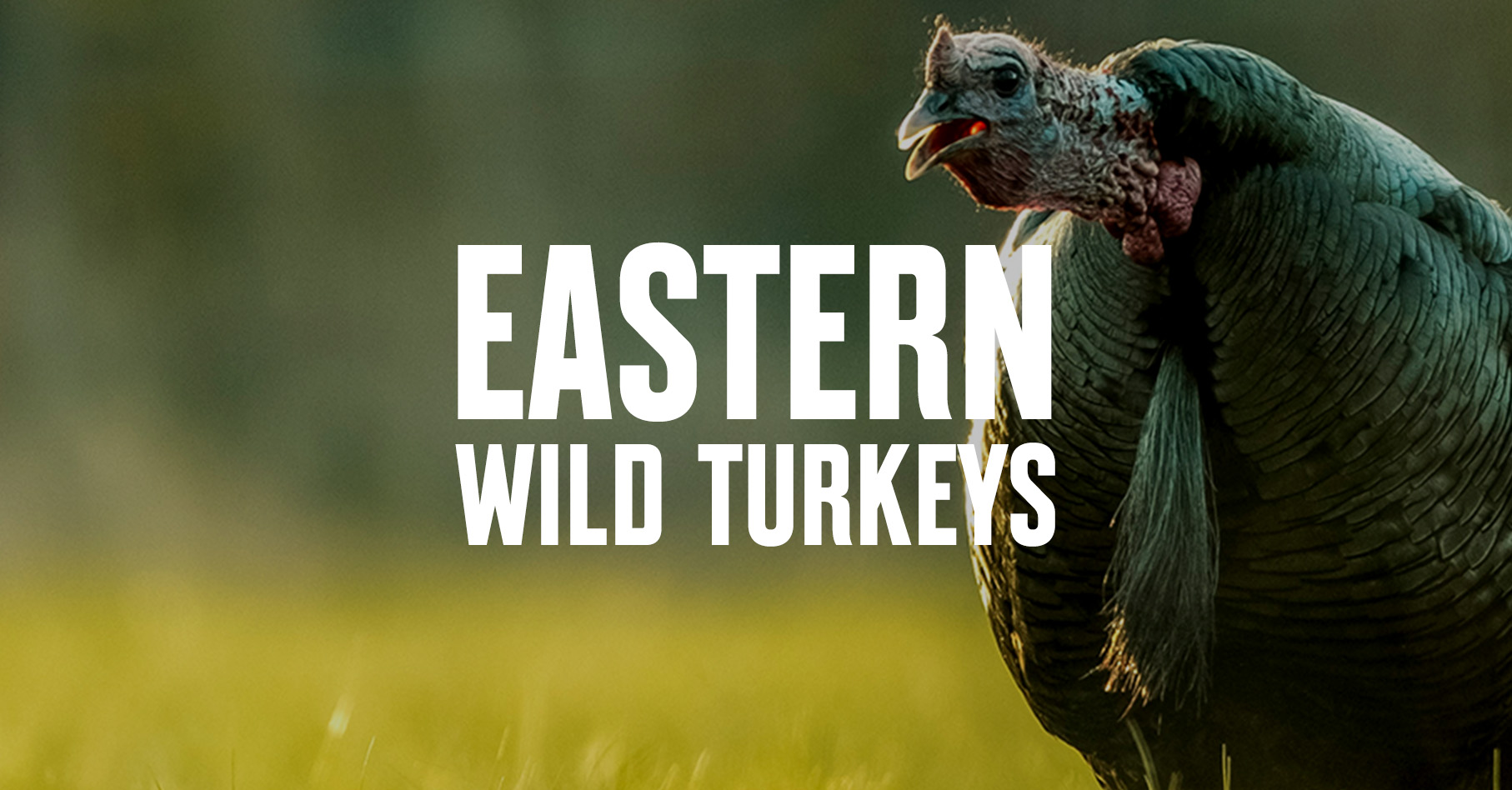 Eastern Wild Turkeys and the Best States to Hunt Them
