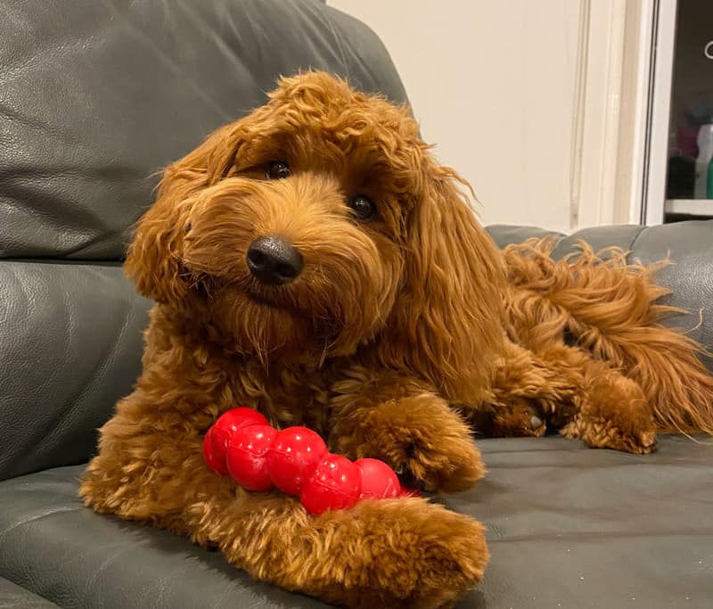 The Best Labradoodle Chew Toy for Puppies and Miniature