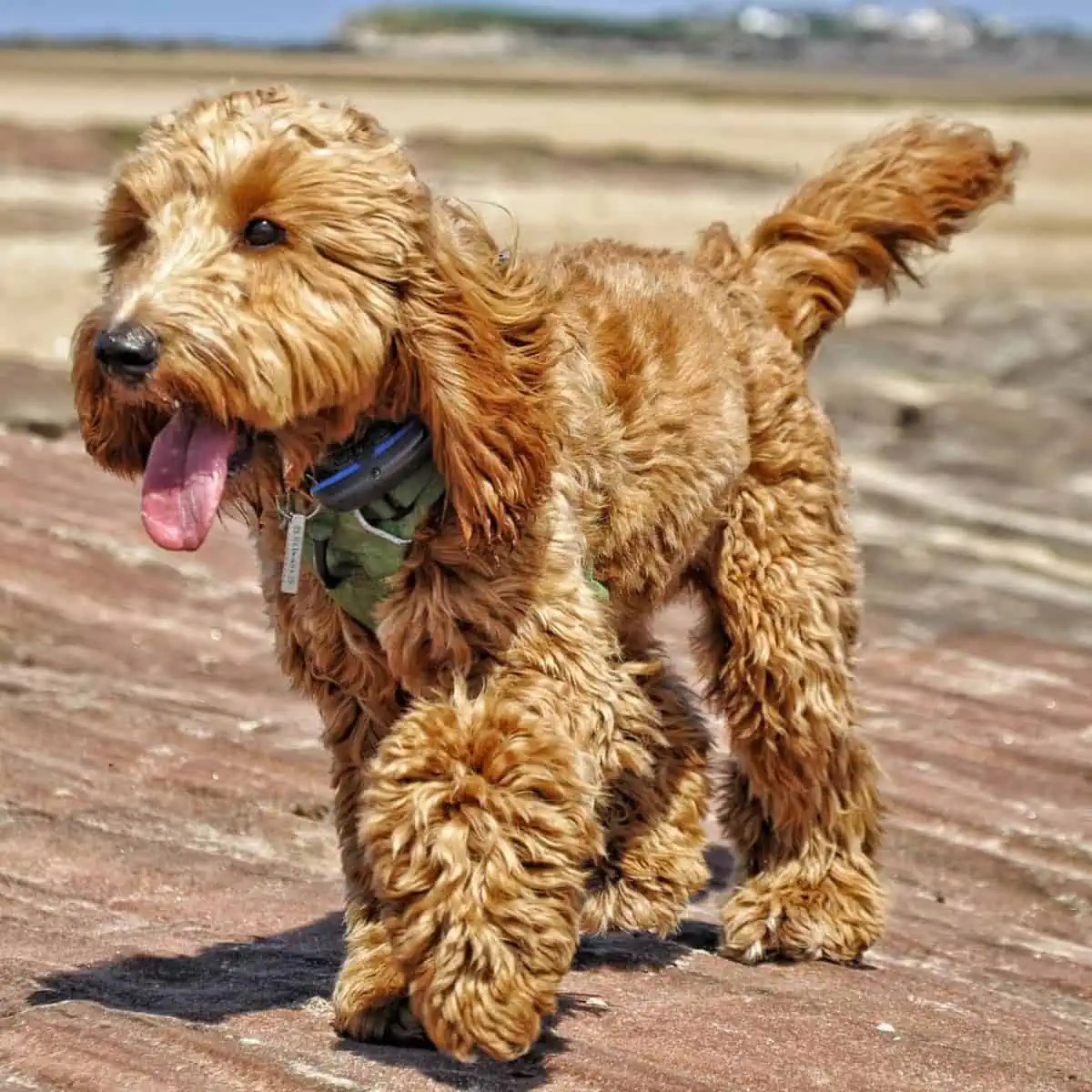 Top 5 Best Dog Harness For Cockapoo (Reviewed From Best Budget To