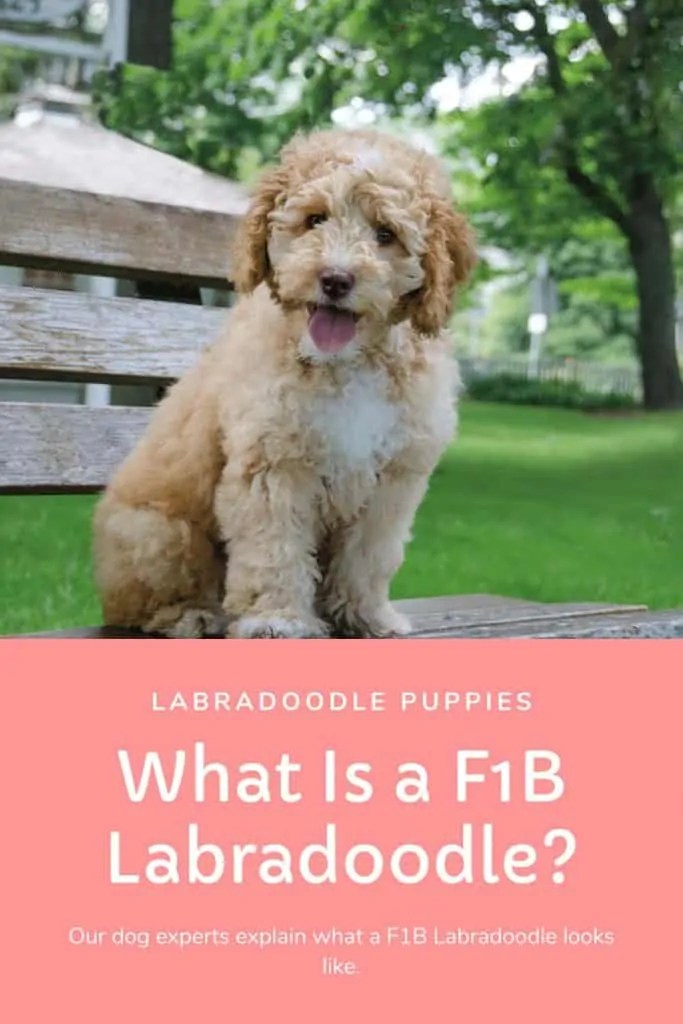 What Does F1B Labradoodle Mean? Complete Answer Oodle Life