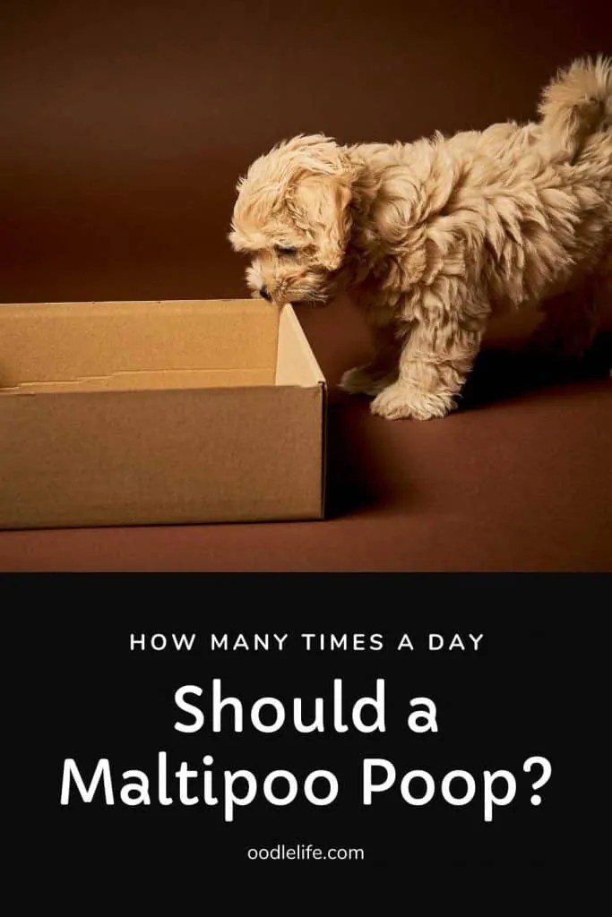 How Many Times A Day Should A Maltipoo Poop Complete Healthy Poop