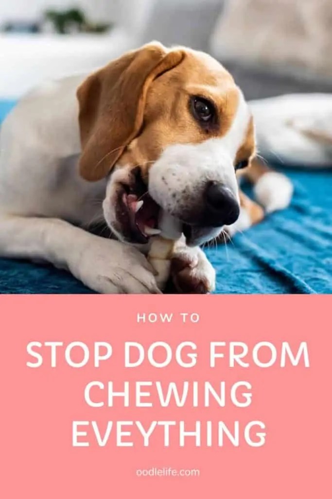 How Do I Get My Dog To Stop Chewing And Eating Everything? OodleLife®