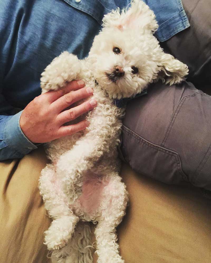 7 Best Small Dogs for Kids No Shedding! (WITH PHOTOS) Oodle Life