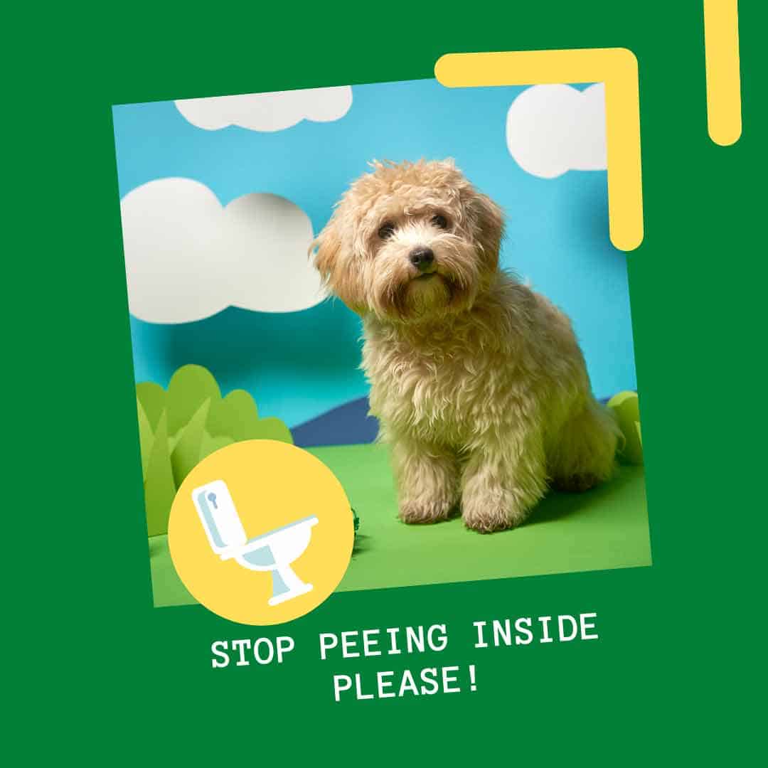 Why Does My Female Dog Keep Peeing Everywhere