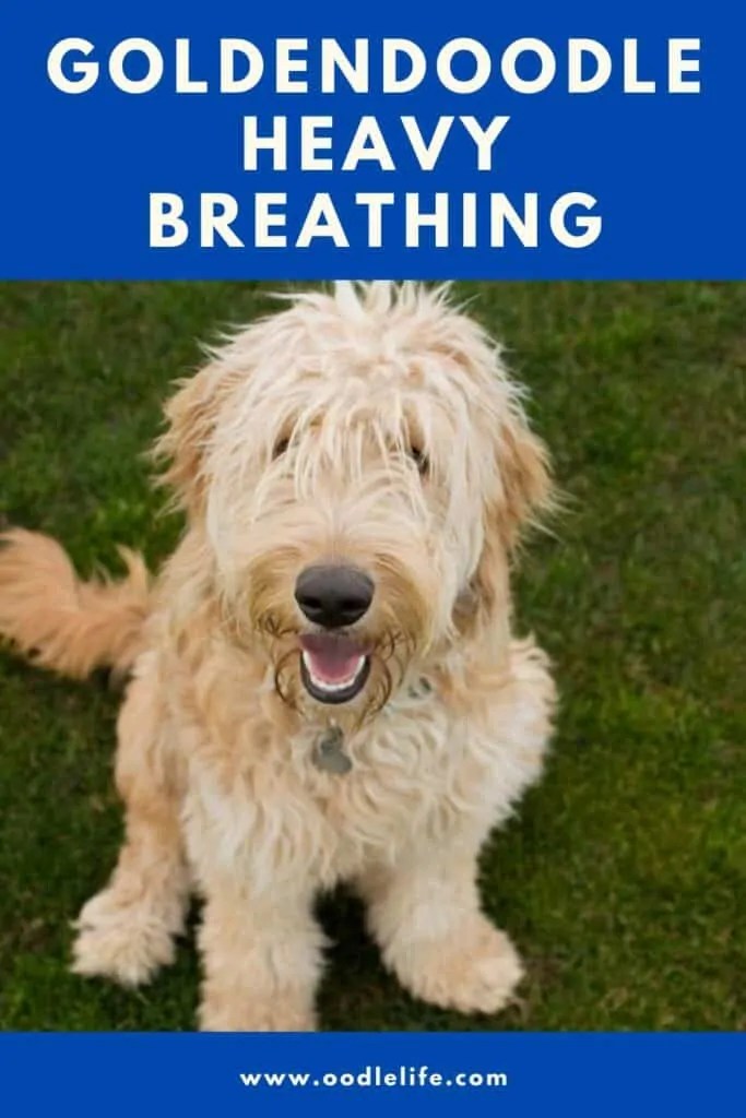 Why Is My Goldendoodle Breathing Heavily? Goldendoodle Heavy Breathing