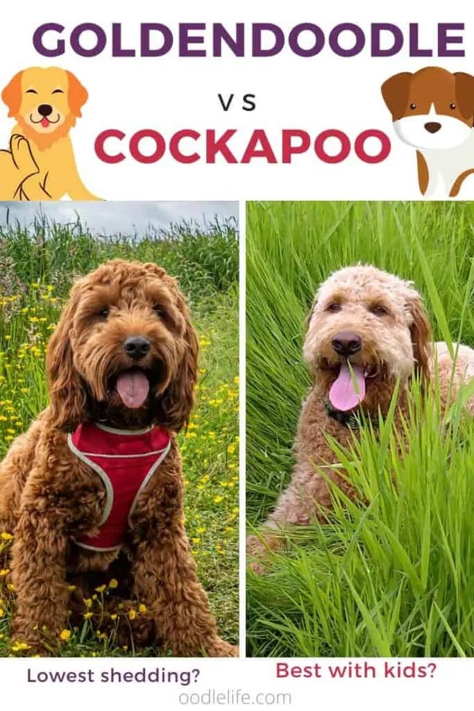 Cockapoo Vs Goldendoodle Which Is A Better Dog Breed? Oodle Life