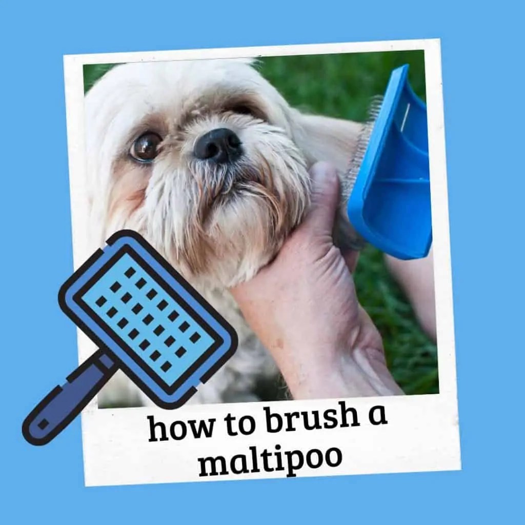 How Do You Brush A Maltipoo Hair Care Tips OodleLife®