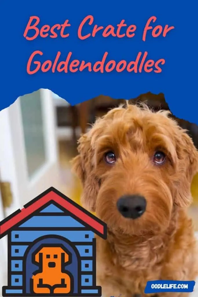 5 Best Dog Crates For A Goldendoodle (Reviews) Oodle Life