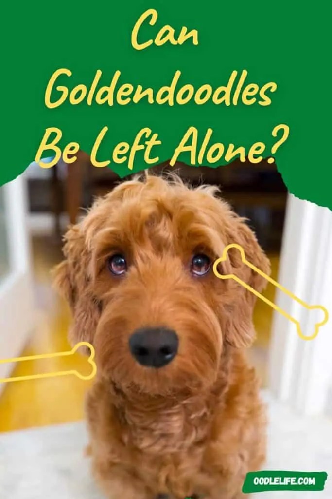Can Mini Goldendoodles Be Left Alone