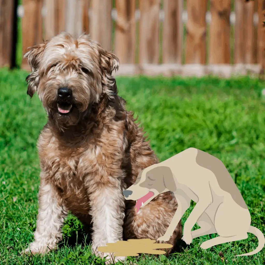 Why Is My Goldendoodle Throwing Up? Oodle Life