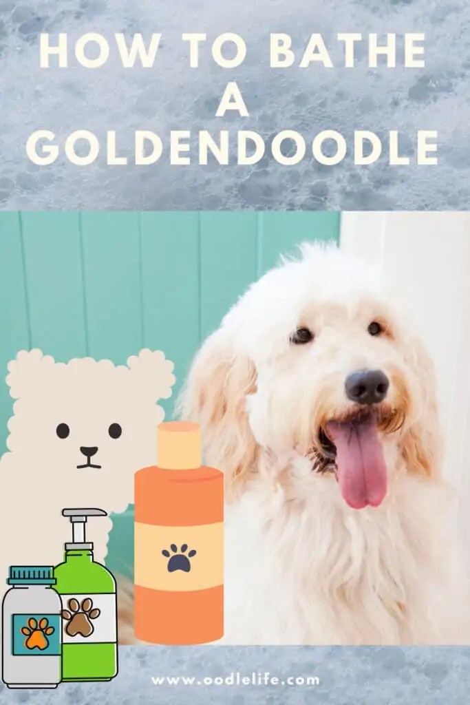 How Often Should You Wash A Goldendoodle