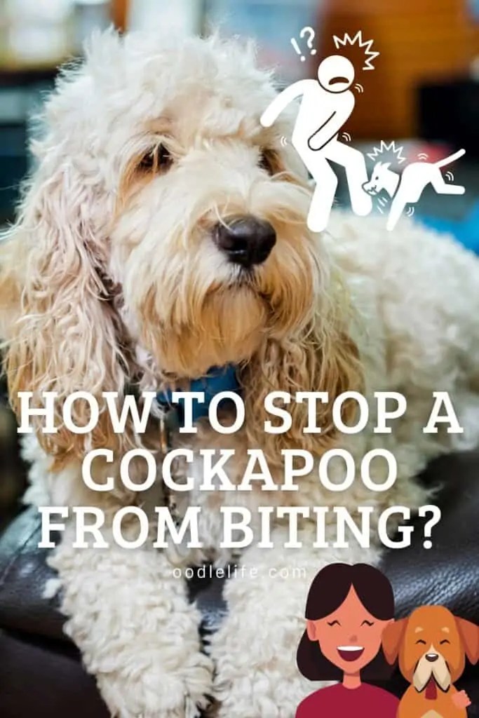 How To Stop A Cockapoo From Biting? (Guide) Oodle Life