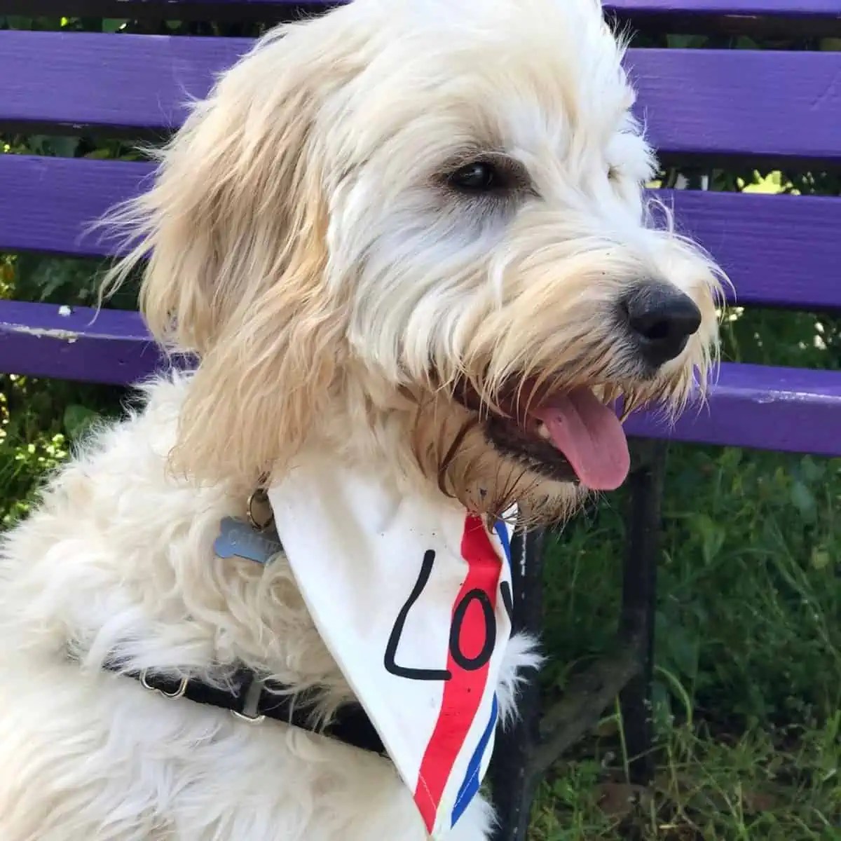 Why Is My Goldendoodle Throwing Up? Oodle Life