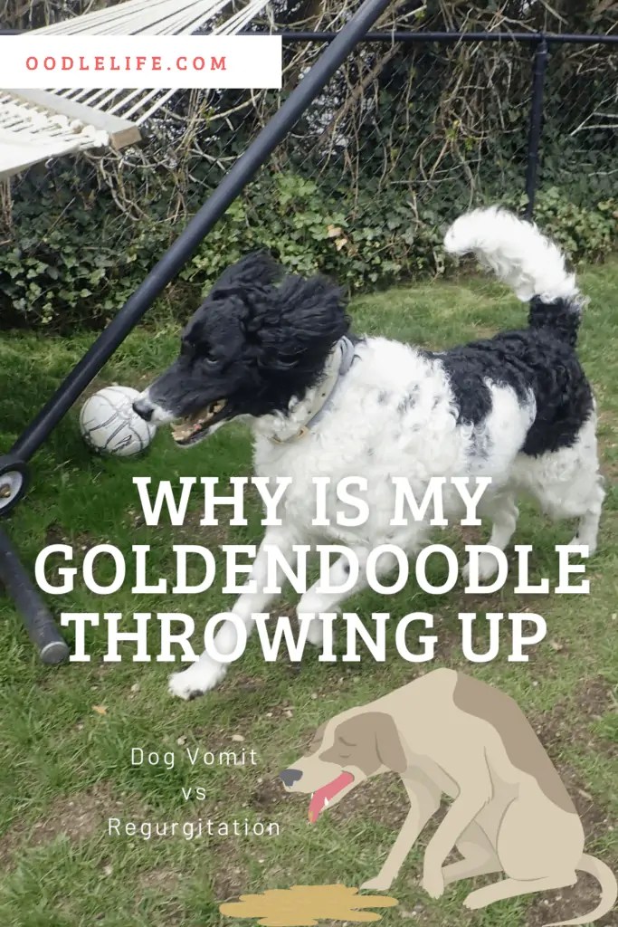 Why Is My Goldendoodle Throwing Up? Oodle Life