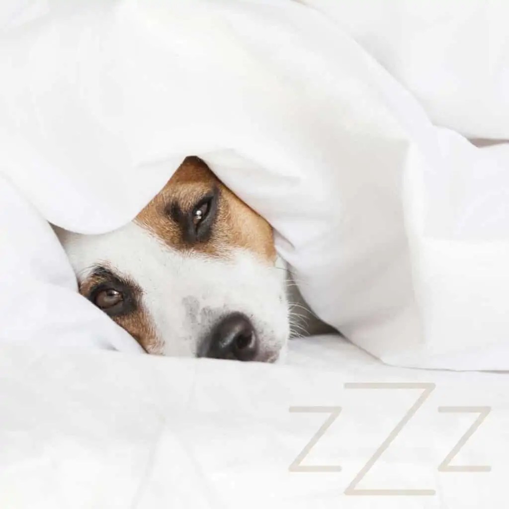 Why Doesnt My Dog Sleep In My Room