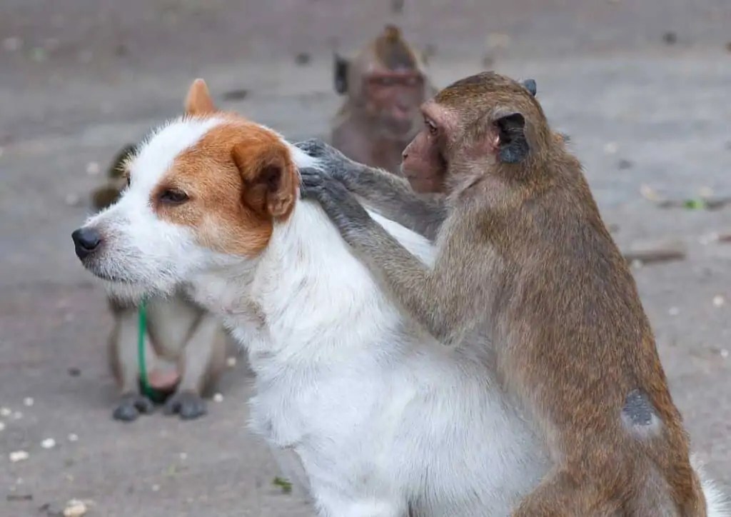 Can Dog Fleas Live In Human Hair? (5 Simple Tips) Oodle Life