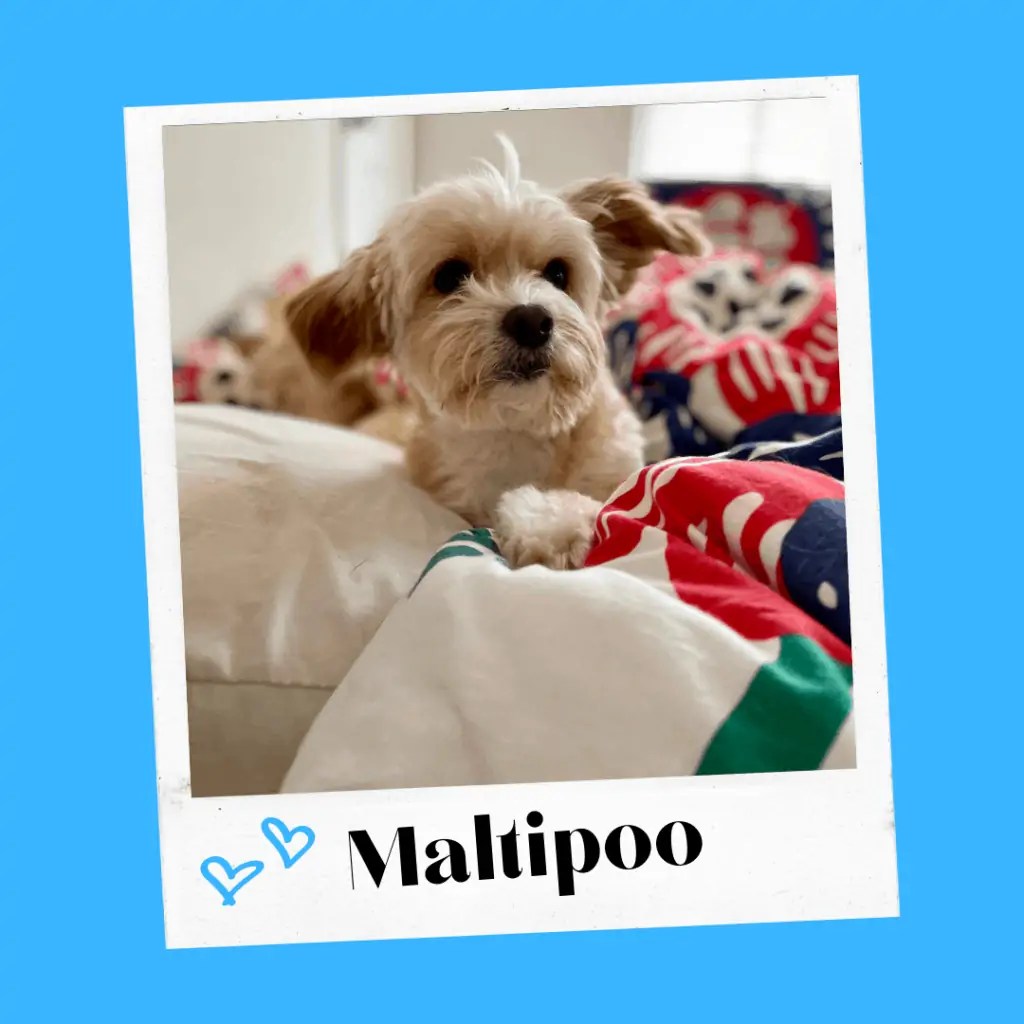 Best Bed For Maltipoo [8 Top Choices] OodleLife®