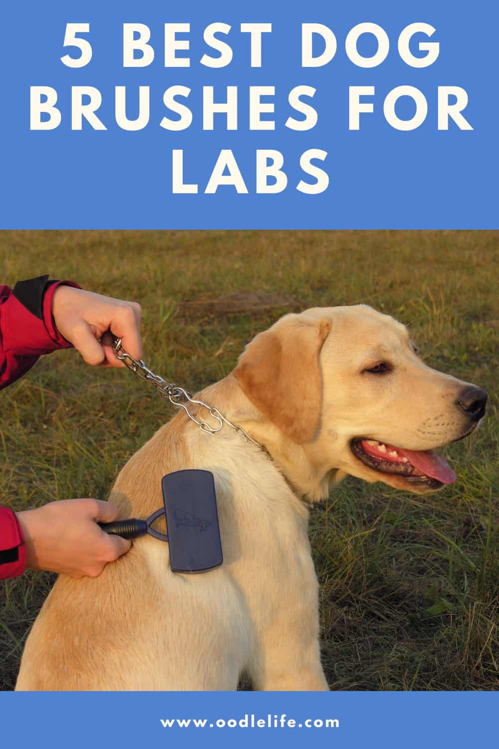 Stop The Shed Best Brush For Labs [5 Best] Oodle Life