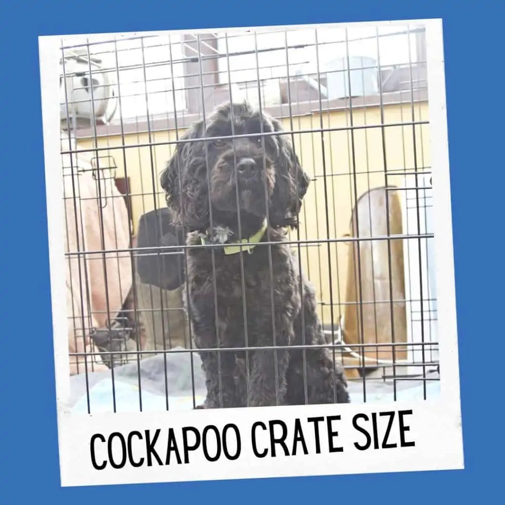 What Size Crate For A Cockapoo? OodleLife®