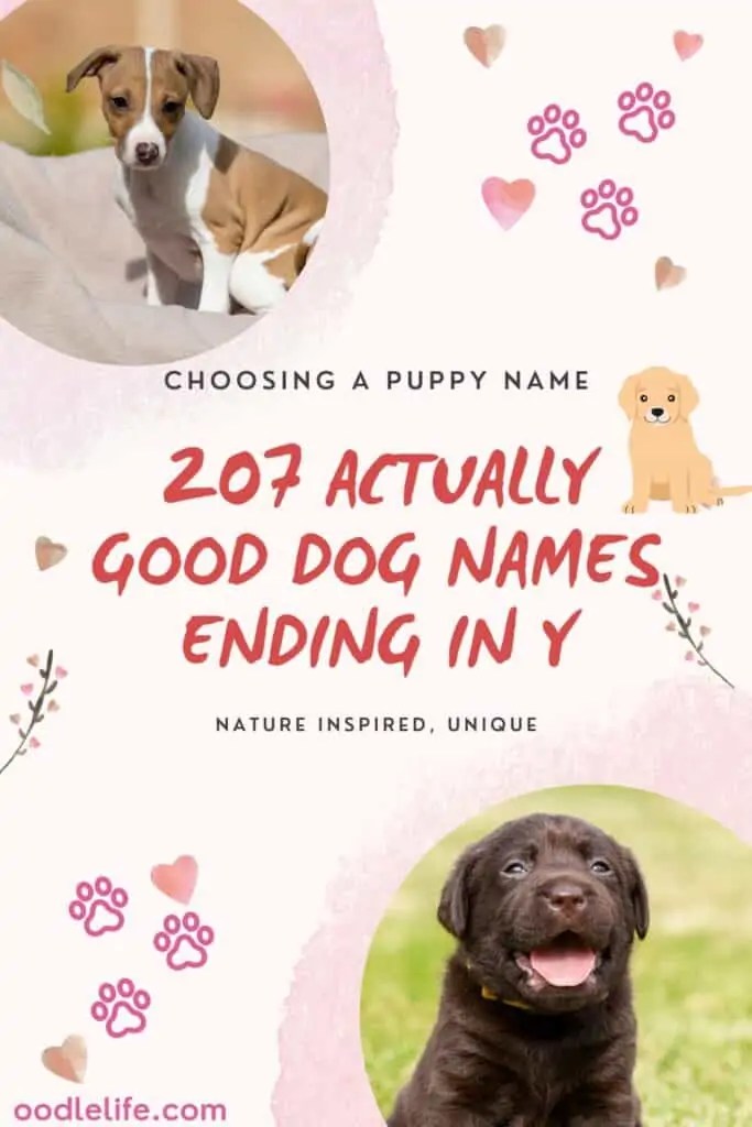 207 Actually Good Dog Names Ending In Y Or IE Oodle Life