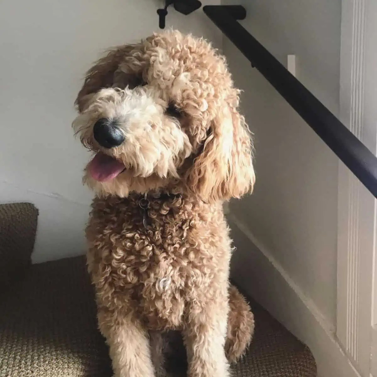 How To Clean Goldendoodle Ears? [Steps] OodleLife®