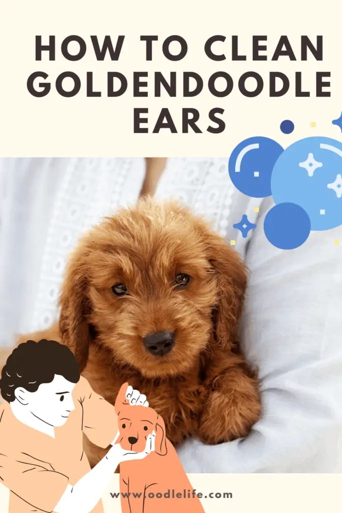 How To Clean Goldendoodle Ears? [Steps] OodleLife®