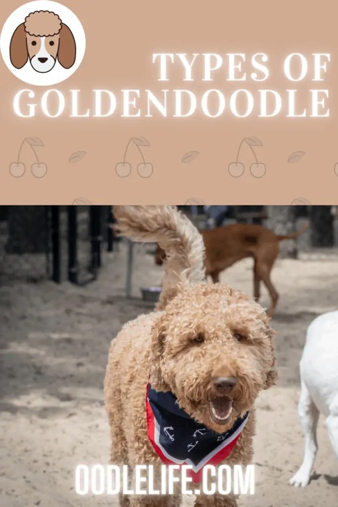 Types Of Goldendoodle Guide [F1, F1b, F2 With Photos] Oodle Life