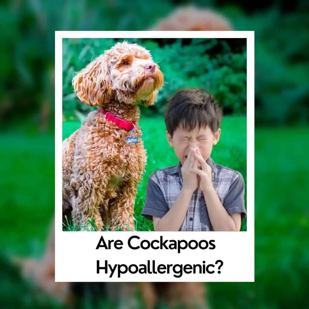 Are Cockapoos Hypoallergenic? [Good For Allergy Sufferers] Oodle Life