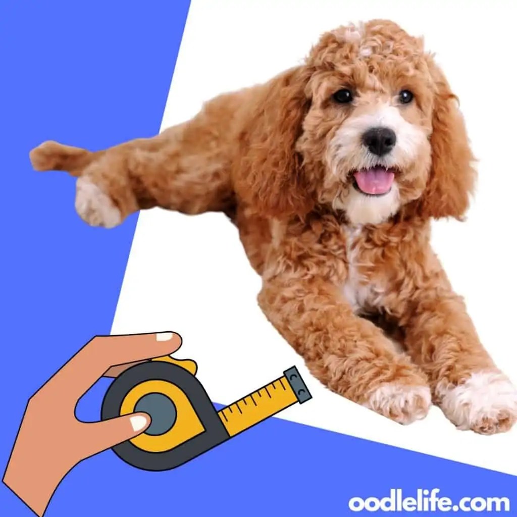 How To Tell What A Cockapoo Will Look Like? OodleLife®