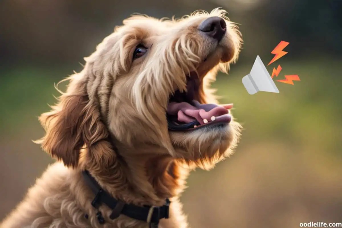 Do Labradoodles Bark A Lot? [+ How To Stop Labradoodle Barking] (2024