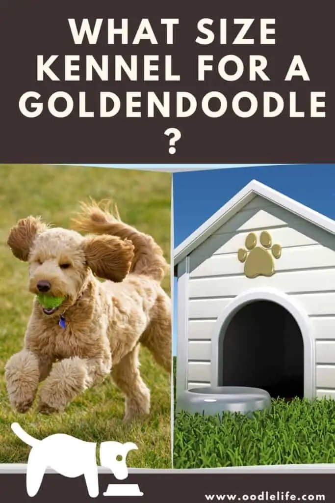 What Size Kennel For A Goldendoodle? (and 3 Best) OodleLife®