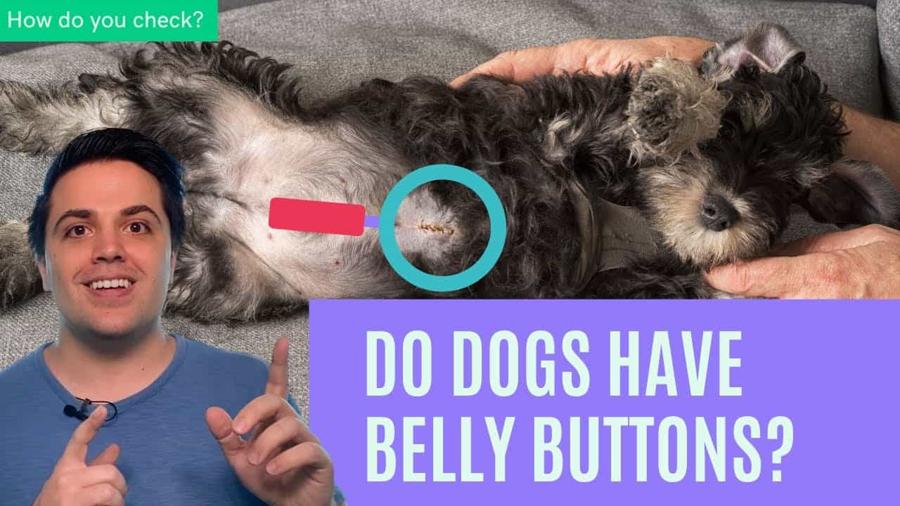 Does Dog Have Belly Button