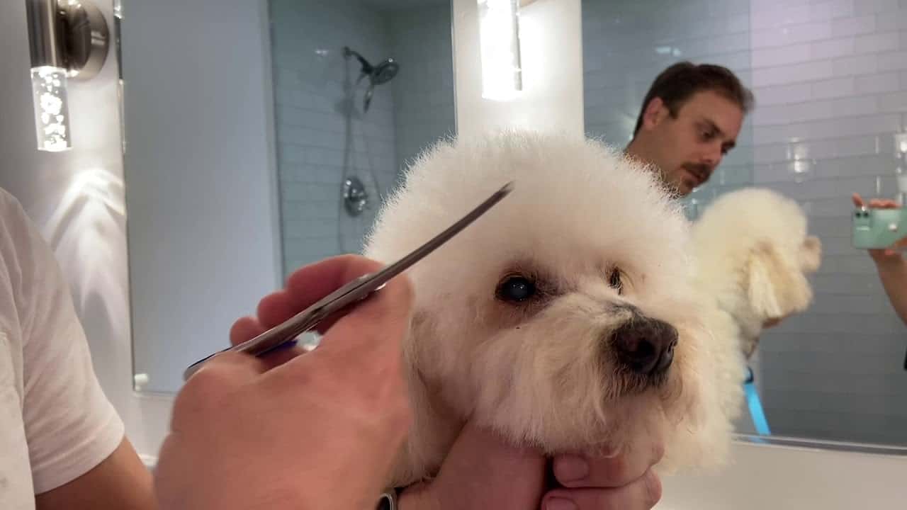 Are You Supposed To Trim Dogs Eyelashes