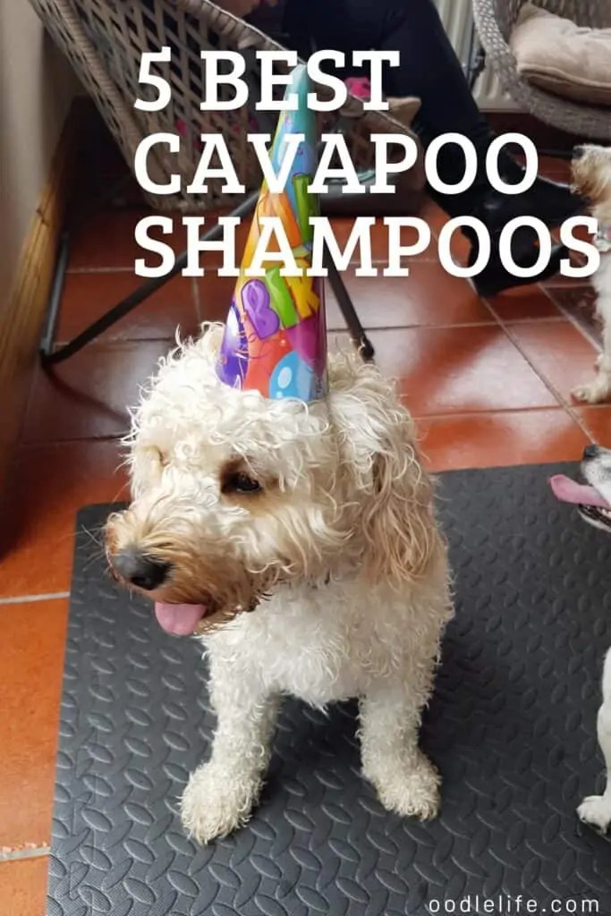The 5 Best Shampoo For Cavapoo Dogs 2024 OodleLife®