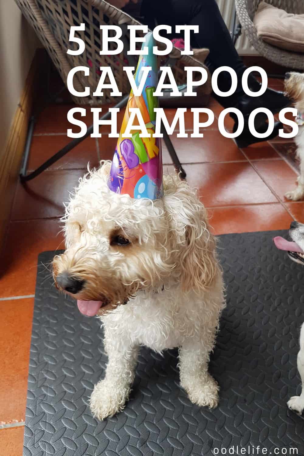Best Shampoo for Cavapoo Dogs [5 Picks] Oodle Life