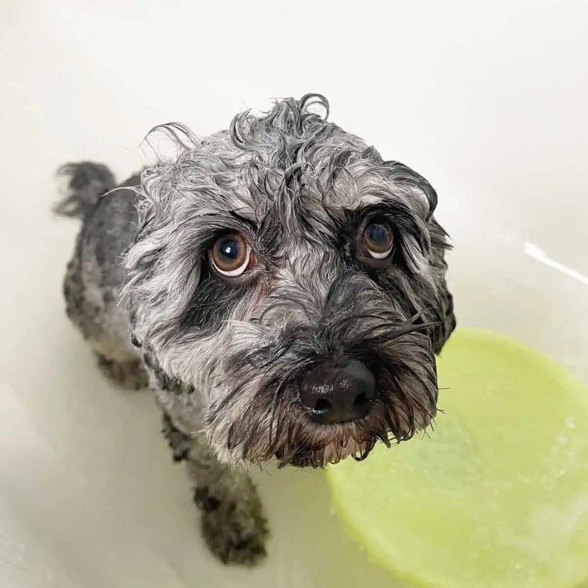 The 5 Best Shampoo For Cavapoo Dogs 2024 OodleLife®