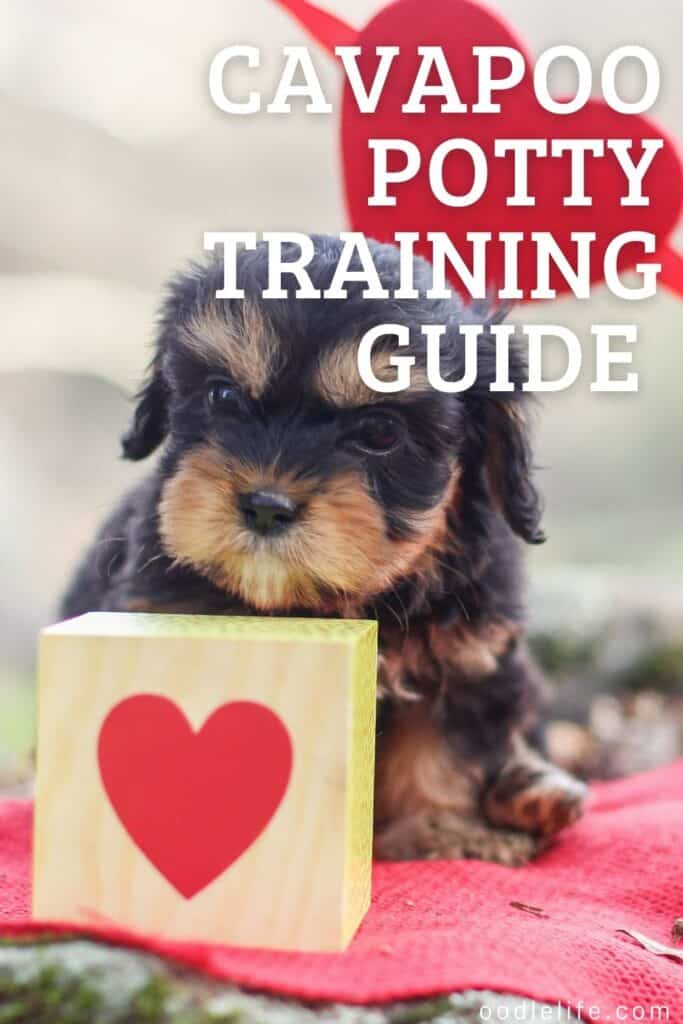 How Long Does It Take To Train A Cavapoo Puppy