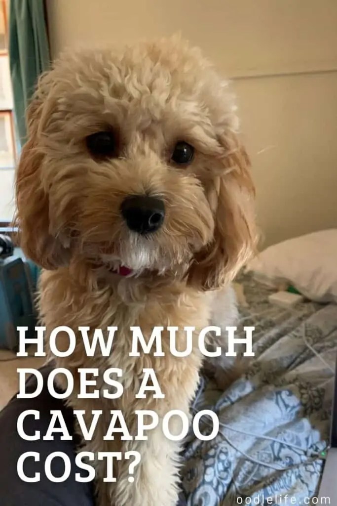 How Much Does A Cavapoo Cost
