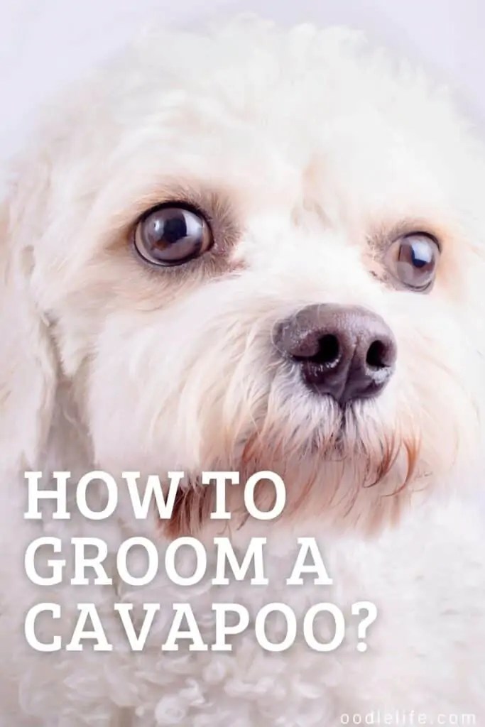 How To Groom A Cavapoo Puppy? (5 Steps To Groom A Cavapoo) OodleLife®